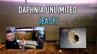 How I Raise Daphnia Water Fleas And You Can Too [upl. by Imefulo]