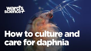 Caring and Culturing for Daphnia [upl. by Octavla]