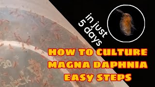 How to Culture Magna Daphnia Easily [upl. by Fosque]