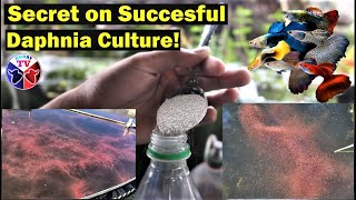 How to Culture Daphnia Successfully [upl. by Nyltak320]