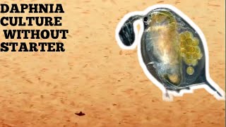 HOW TO CULTURE DAPHNIA NATURALLY WITHOUT A STARTER [upl. by Akirdnahs]