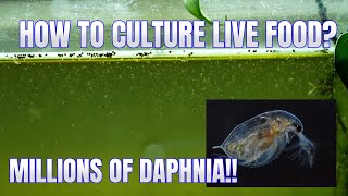 How to Culture Daphnia Secret Method to Breed MILLIONS  Simply Aquatic [upl. by Ciri]