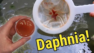 How I Culture Daphnia In Outdoor Tubs [upl. by Starling]