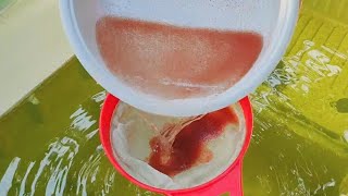 How to culture daphnia  Daphnia culture  How to grow daphnia outdoor [upl. by Ahselak]