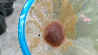 How to culture daphnia moina in a small container Part 1 English Subtitle [upl. by Arraes]