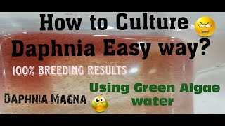 Daphnia MagnaHow to Culture Daphnia Easy wayCulturing Daphnia using Green water Daphnia [upl. by Sadira]