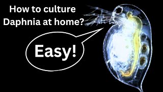 BEST Live Fish Food Beginner guide How to Culture Daphnia at home [upl. by Ev]