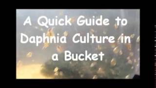 How to culture daphnia outside [upl. by Yelehsa]