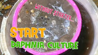 How to culture daphnia moina the easy way 1  Starting the Daphnia culture [upl. by Bradleigh59]