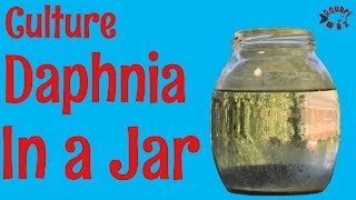 How to Culture Daphnia in a Jar [upl. by Idnek]