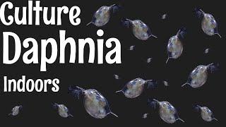 How to Culture Daphnia [upl. by Lillian]