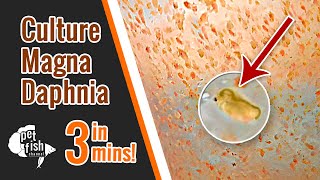 How to culture DAPHNIA MAGNA  The easy way [upl. by Reivaz997]