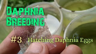 Daphnia Culture made simple and easy 3  Hatching Daphnia eggs [upl. by Clarine]