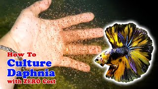 How to Culture Daphnia with ZERO Cost  Unlimited Live Food For Our Fish [upl. by Kerrill]