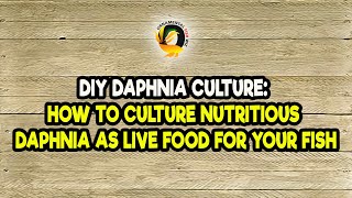 DIY Daphnia Culture How to Culture Nutritious Daphnia as Live Food for Your Fish [upl. by Tsiuqram291]