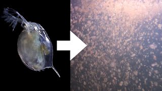 How I Culture Daphnia [upl. by Dulcine63]