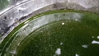 DAPHNIA MOINA CULTURE IN A SMALL BUCKET [upl. by Eenad358]