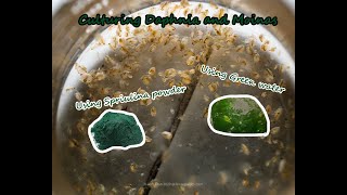 How To Culture Daphnia and Moinas using Green Water Spirulina powder [upl. by Moll]