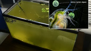 Raising Daphnia for the Freshwater Aquarium [upl. by Aihsaei]