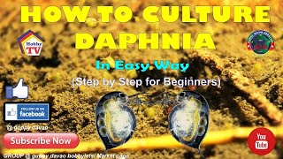 HOW TO CULTURE DAPHNIA In Easy Way [upl. by Annuahsal149]